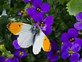 Anthocharis cardamines on Aubrieta