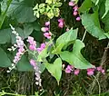Picture of antigonon leptopus