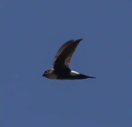 Antillean palm swift (Tachornis phoenicobia)