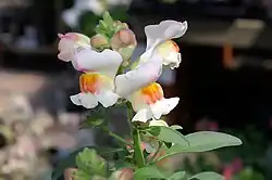 ""