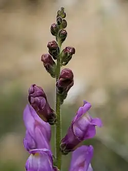 Photograph of Antirrhinum barrelieri flowers