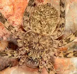 female