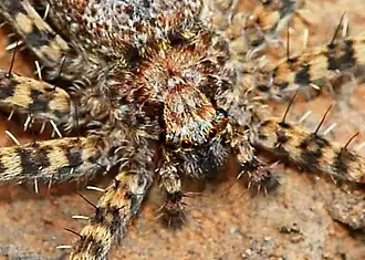 male