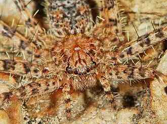 female