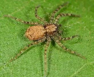 female A. lucia