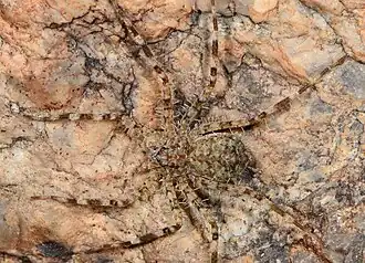 female A. marshalli