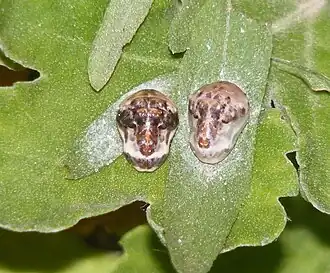 Pupa
