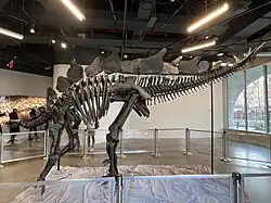 Apex the Stegosaurus