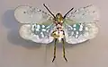 Aphaena najas