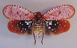 Aphaena submaculata