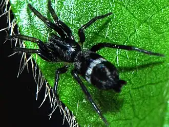 female