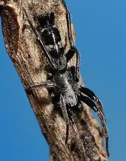 female A. inornata
