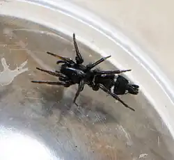 A. stationis