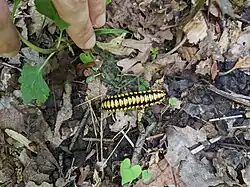 Apheloria polychroma, Tennessee