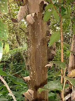 peeling bark