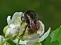Bombus humilis ssp. appeninus