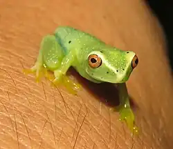 Green frog on human skin