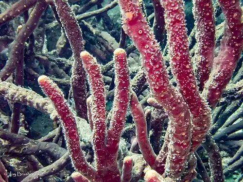 Aplysina cauliformis