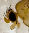 Head of an A. borealis