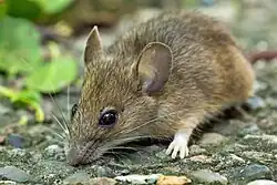 Brown mouse