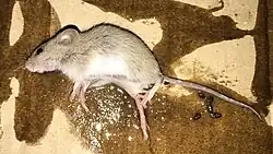 Gray mouse
