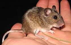Brown and white mouse