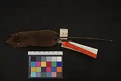 Dead brown mouse