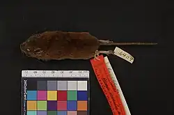 Dead brown mouse