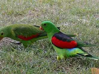 Two green parrots, one with red and black wings and one with red and green