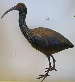 Artist's model reconstruction of a Hawaiian flightless ibis in the genus Apteribis