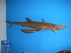 Prionace glauca