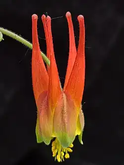 A western red columbine flower facing downward against a black background, the five spurs each have a noticeable small knob at their ends and are dark red with this color continuing down as the spurs expand until fading to yellow at the very edges. The sepals in between the petals are much smaller and red towards their base and yellow-green toward the rounded tips. The spray of yellow pollen on the stamens extend out below the flower