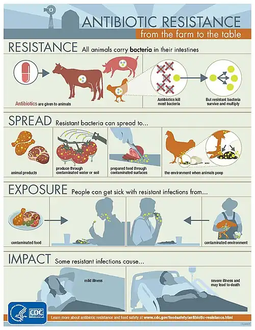 A poster expleing antiobiotc resistance "from farm to table". The poster explains that feeding antibiotics to animals evolves resistant bacteria; this spreads to our food and environment; which then gets into our food and makes us sick