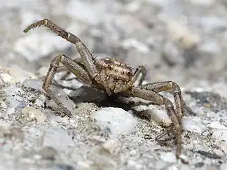 Xysticus cristatus