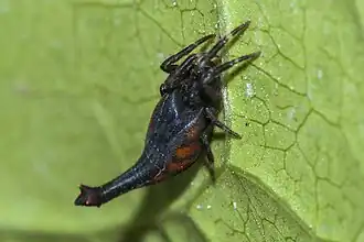 A.scorpionoides