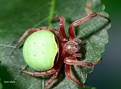Female from South Africa