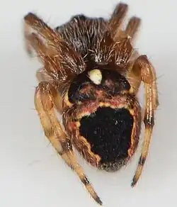female
