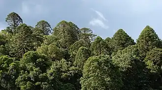 Araucaria bidwillii forest, Mowbullan, 2009