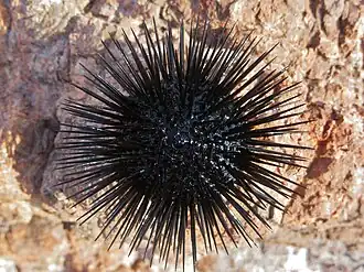 Arbacia lixula, an Arbacioida