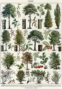 Trees: wood, leaves, fruits, etc., first plate.
