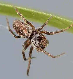 male