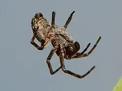male