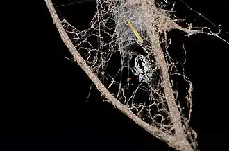 female in web