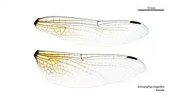 Female wings
