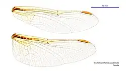 Female wings