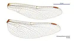 Female wings