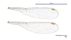Male wings