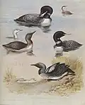 1918 illustration of a variety of loons by Archibald Thorburn. Top: common loon, mid-left: red-throated loon, mid-right: yellow-billed loon, bottom: black-throated loon