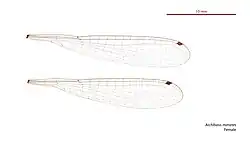 Female wings