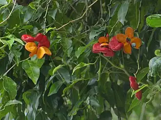 Fruit and seeds